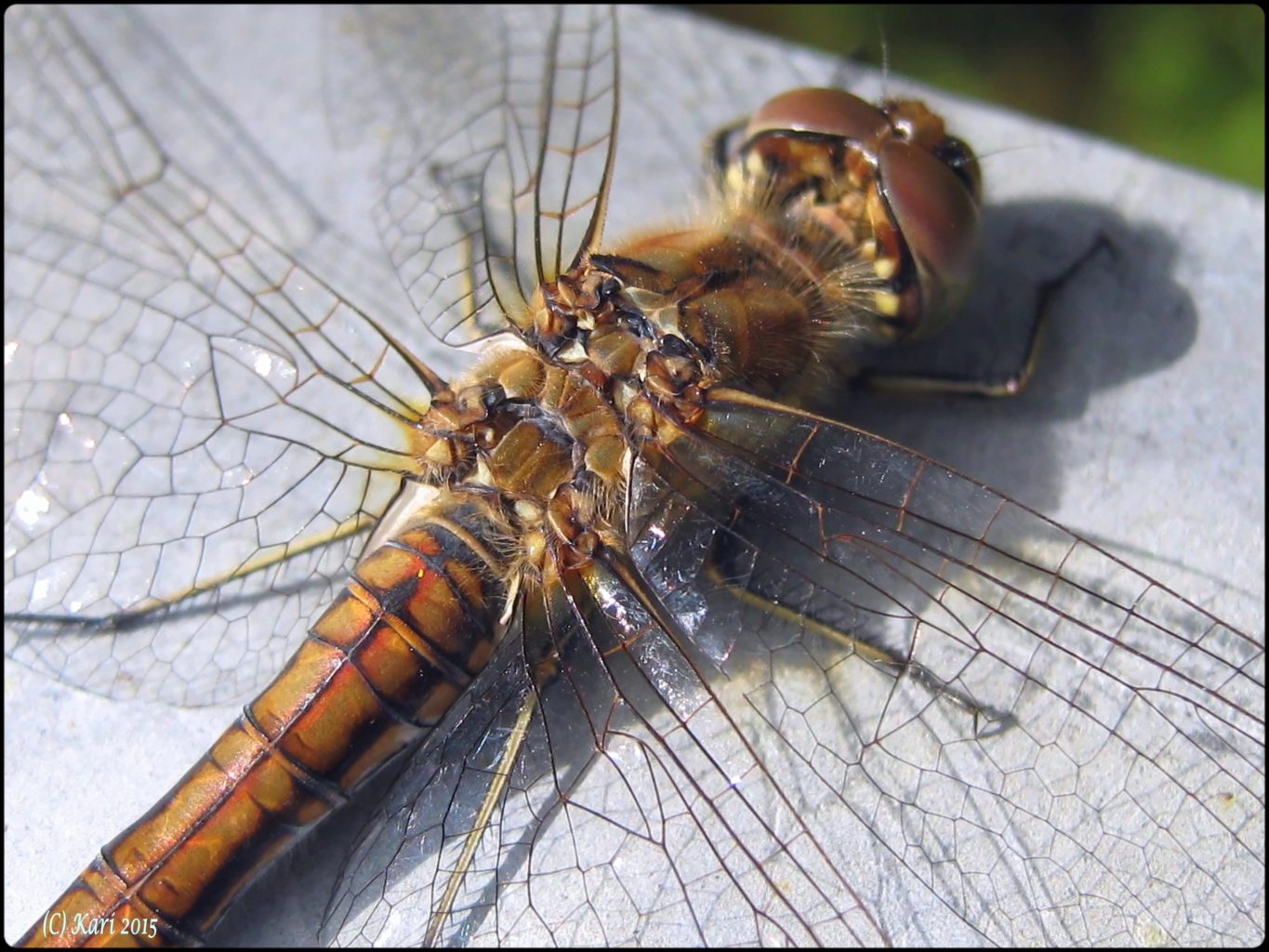 Valokuvaaja: Kari Saarinen Valokuvaaja: Kari Saarinen