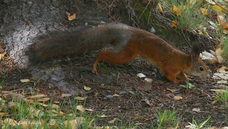 Valokuvaaja: Kari Veikko
