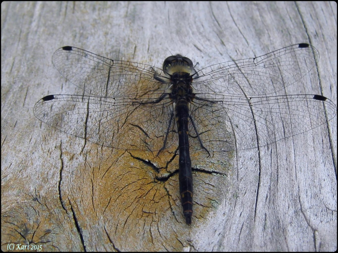 Valokuvaaja: Kari Saarinen