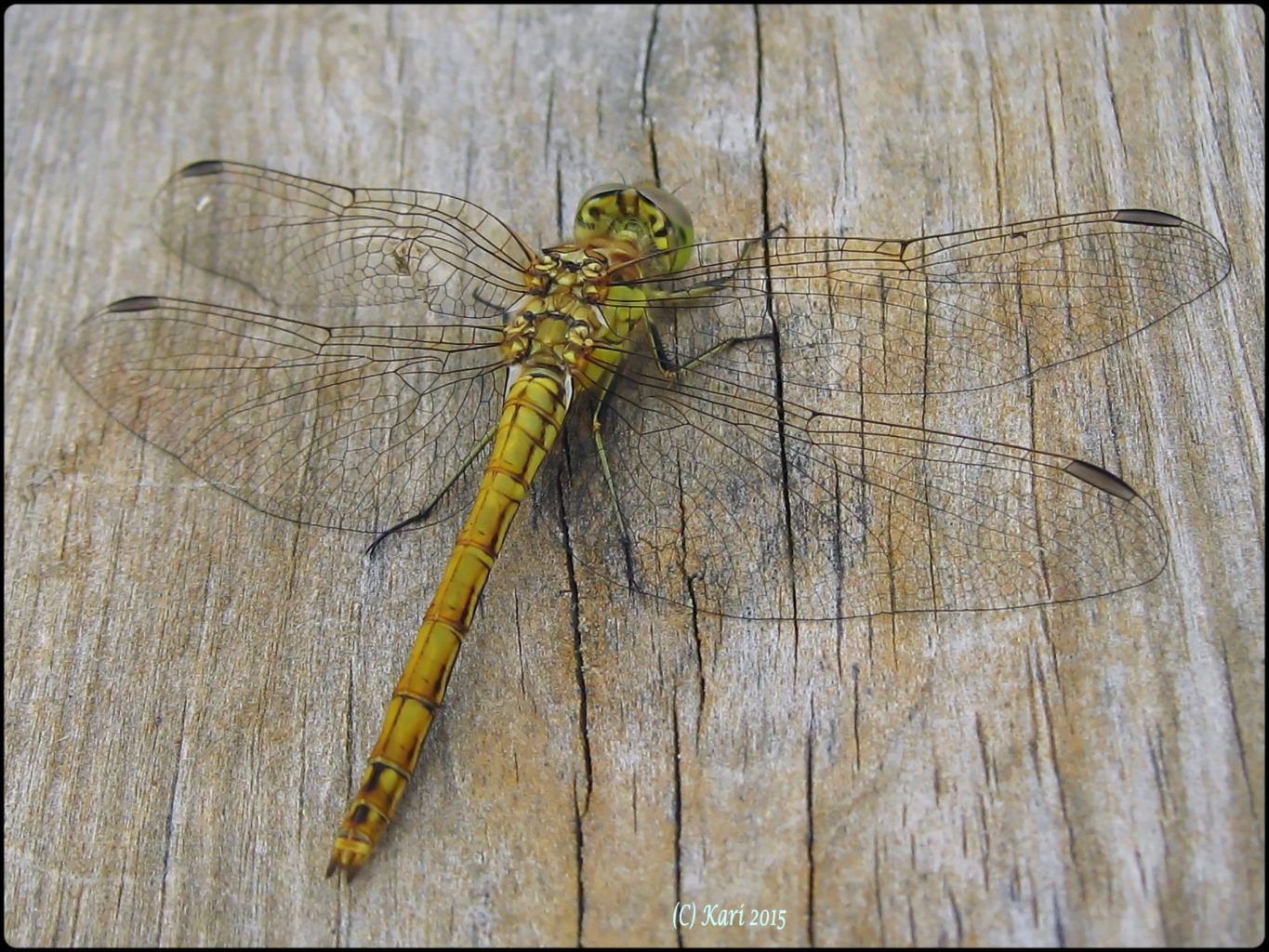 Valokuvaaja: Kari Saarinen