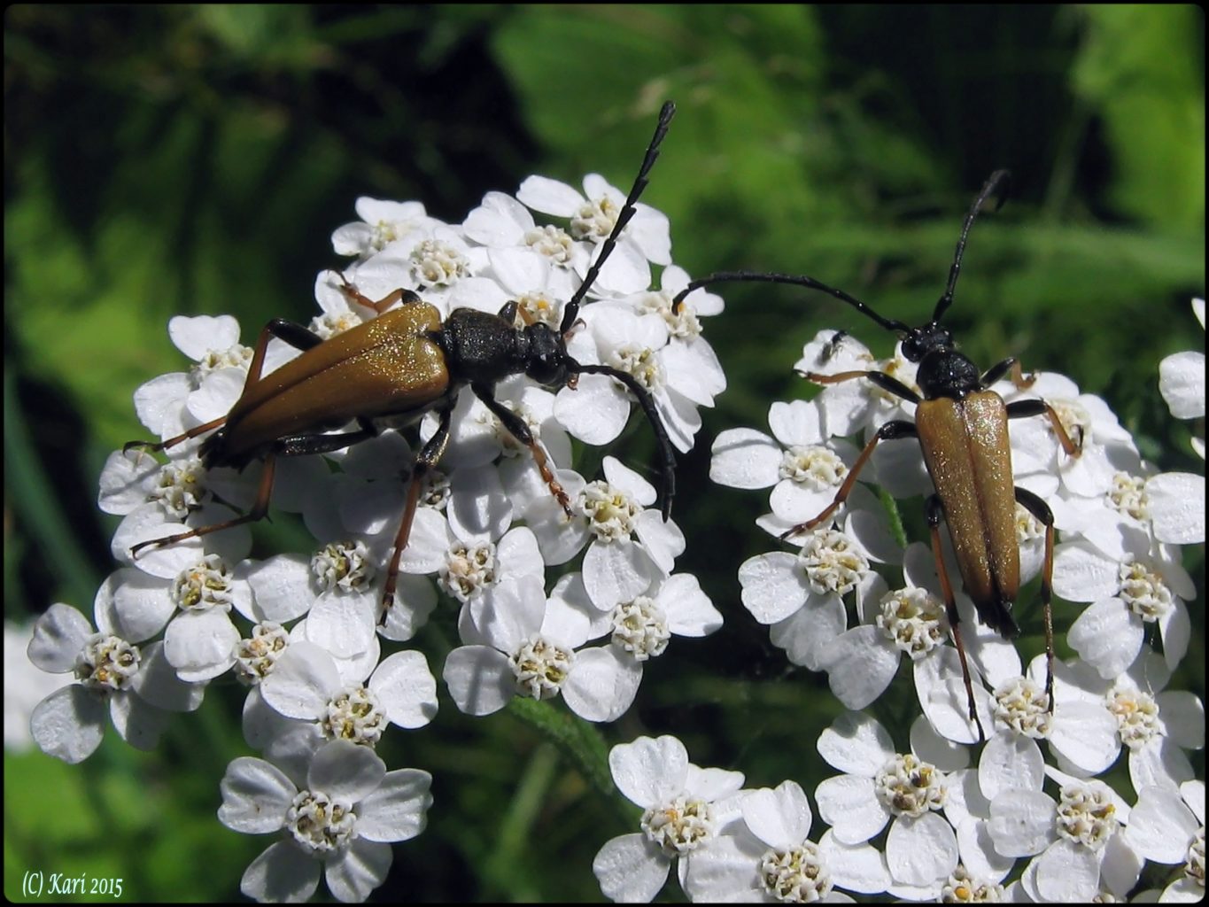 Valokuvaaja: Kari Saarinen