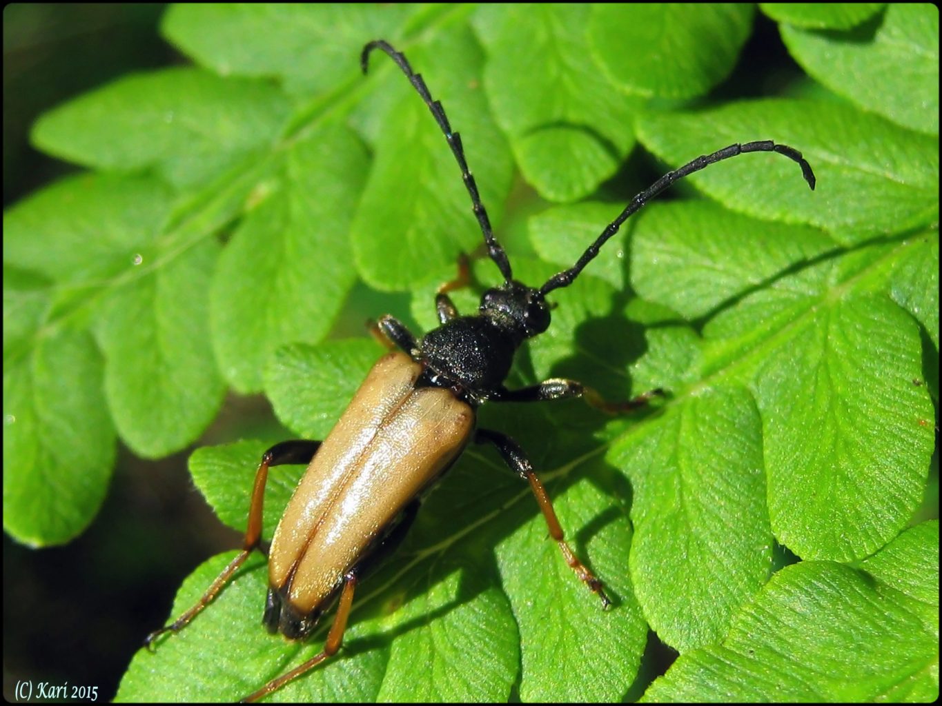 Valokuvaaja: Kari Saarinen