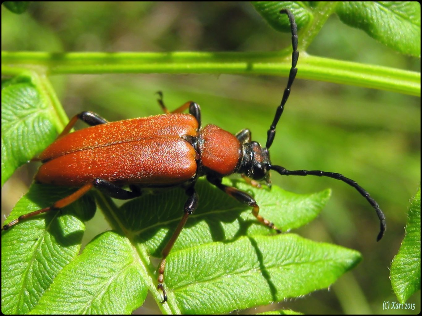 Valokuvaaja: Kari Saarinen
