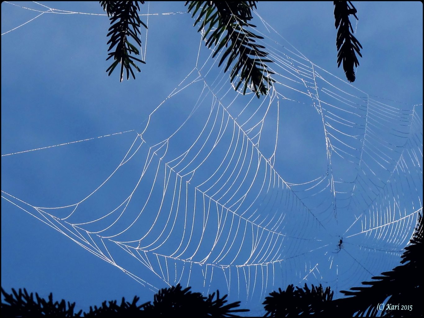 Valokuvaaja: Kari Saarinen