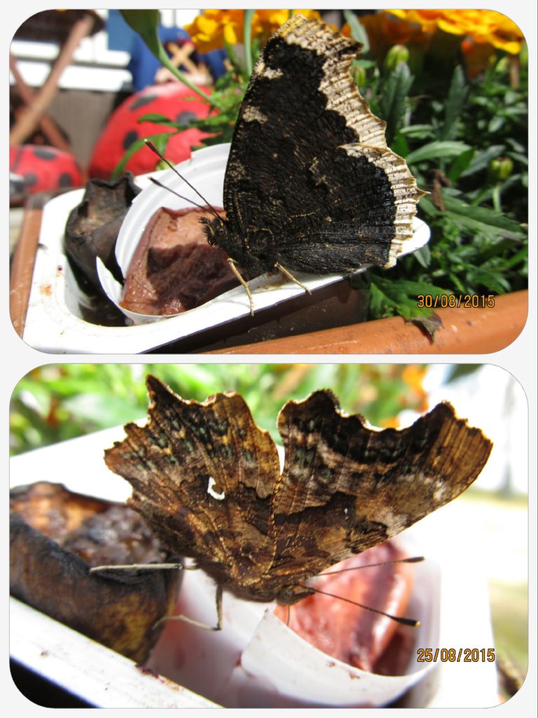 Valokuvaaja: Tuula Makkonen