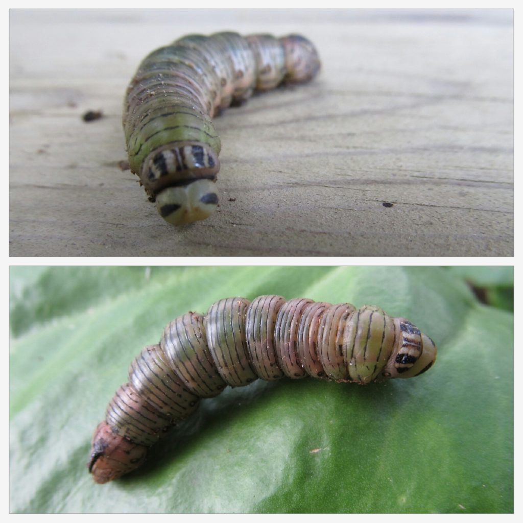 Valokuvaaja: Tuula Makkonen