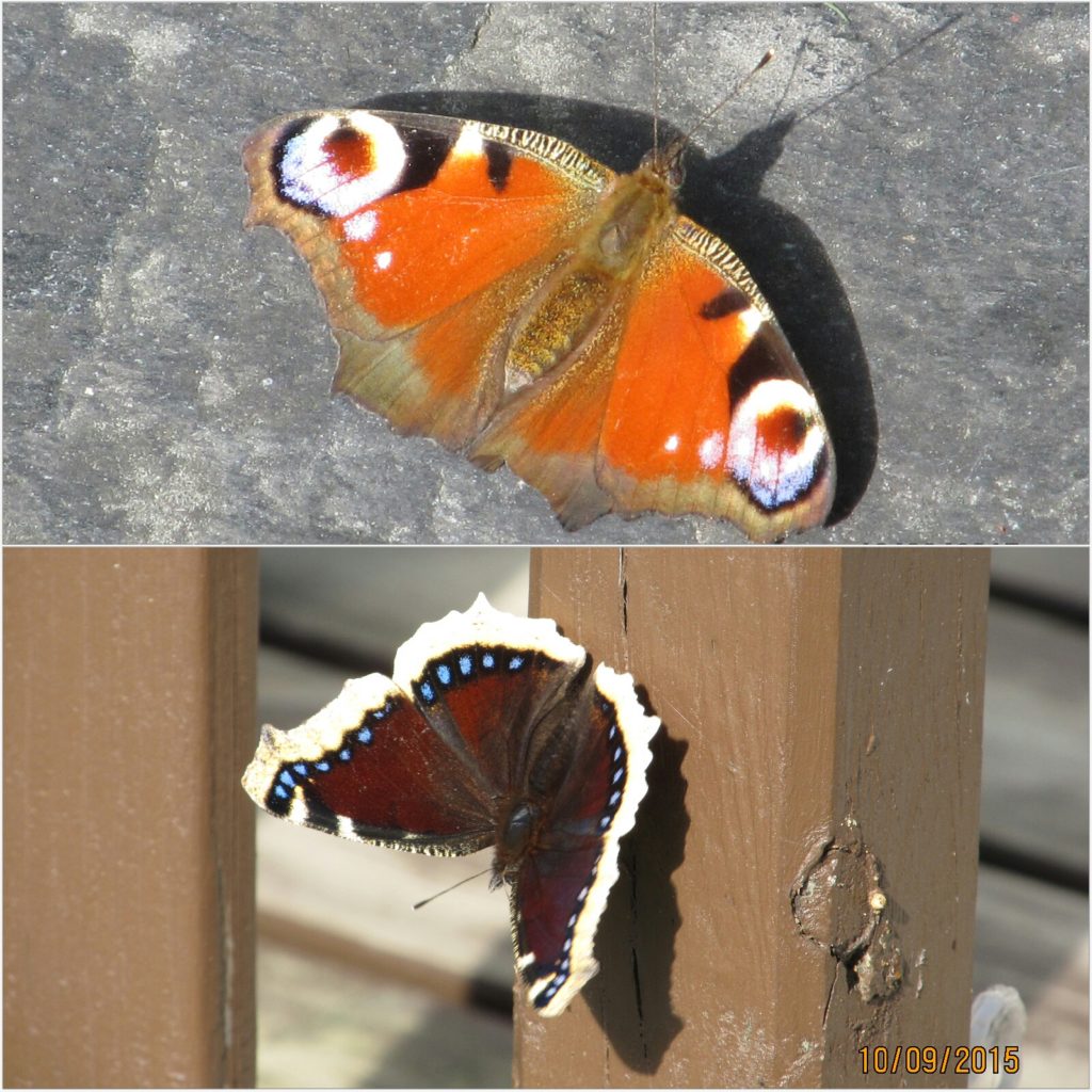 Valokuvaaja: Tuula Makkonen