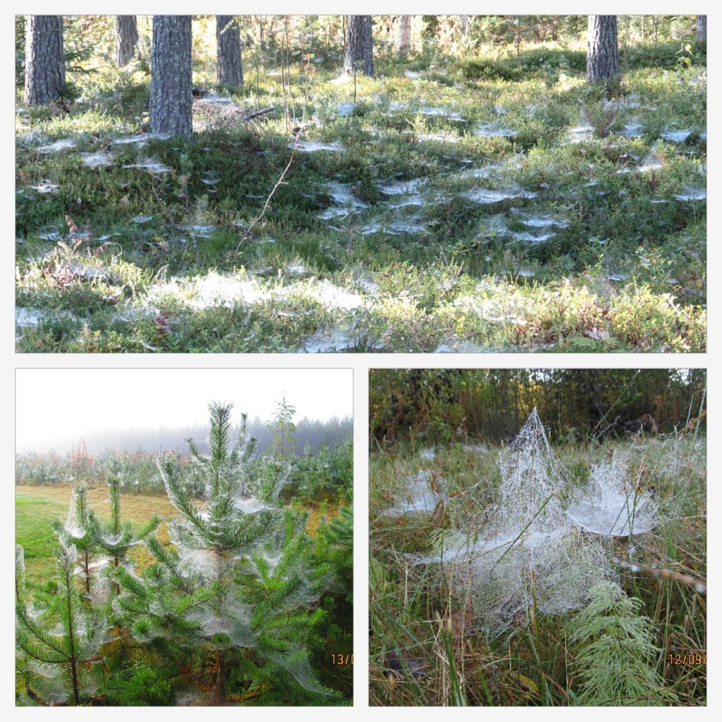 Valokuvaaja: Tuula Makkonen