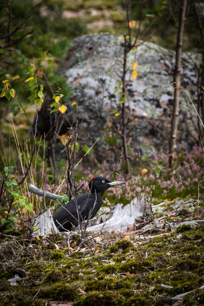 Valokuvaaja: Lauri Luukkonen