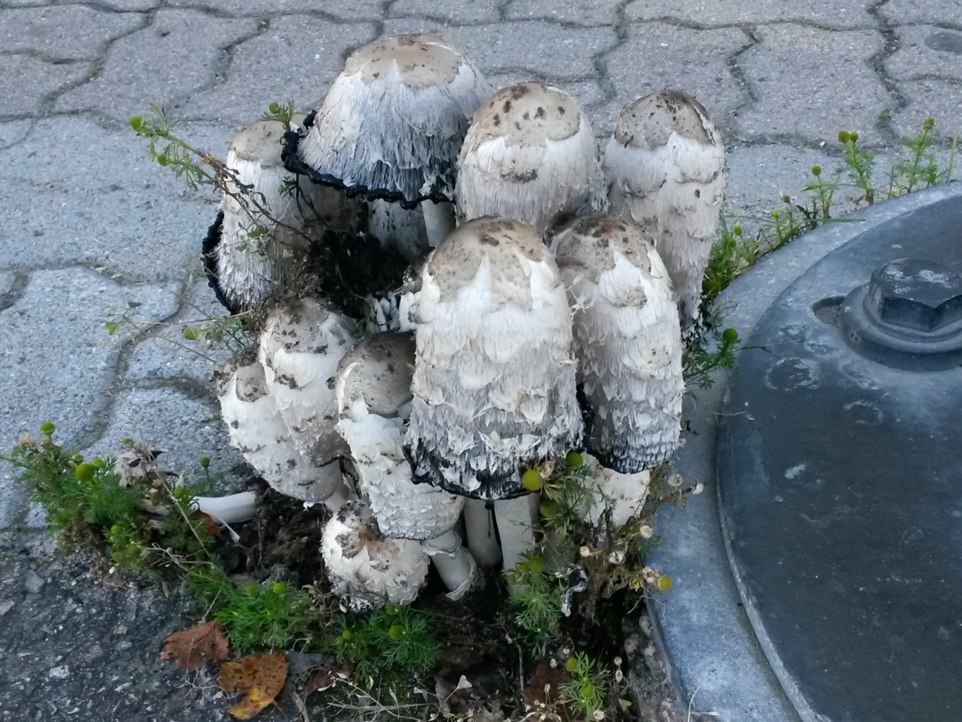 Valokuvaaja: Tuula Makkonen