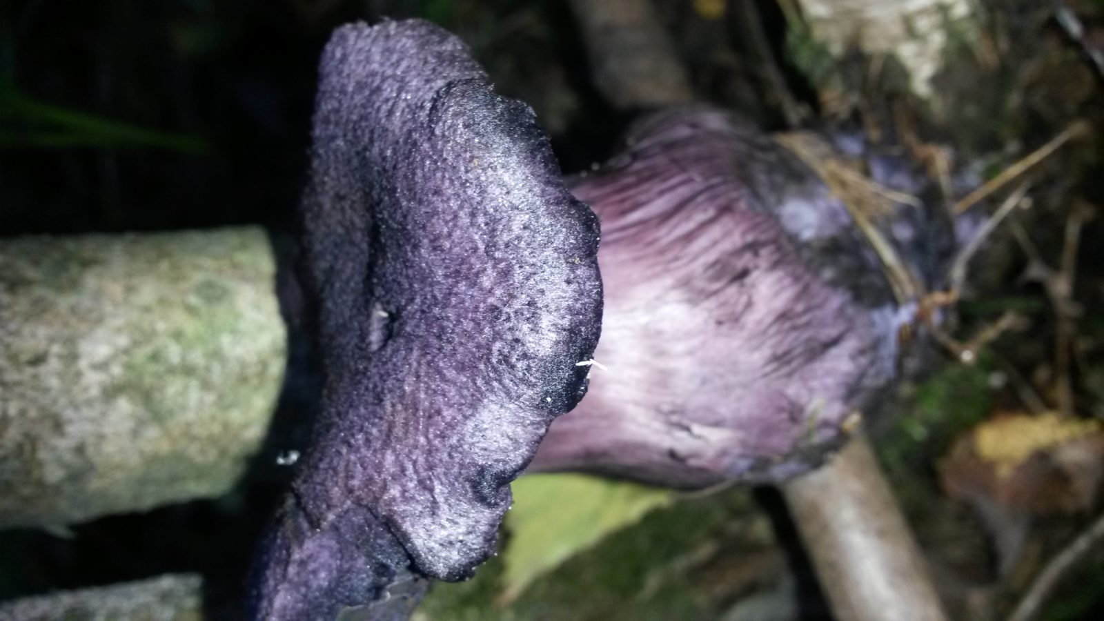 Valokuvaaja: Liisa Närhi Valokuvaaja: Liisa Närhi