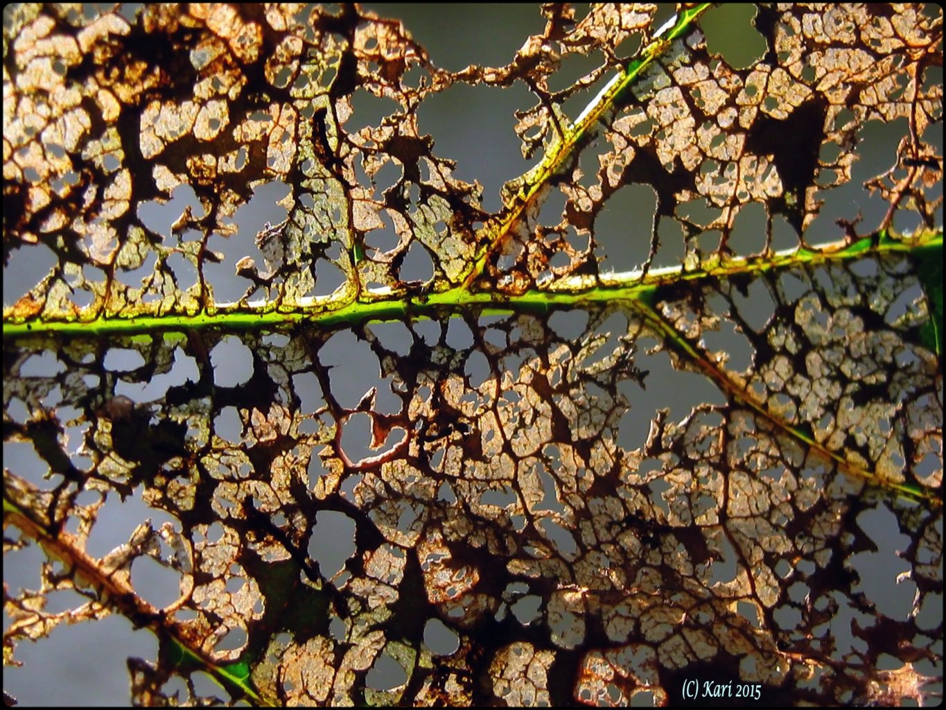 Valokuvaaja: Kari Saarinen