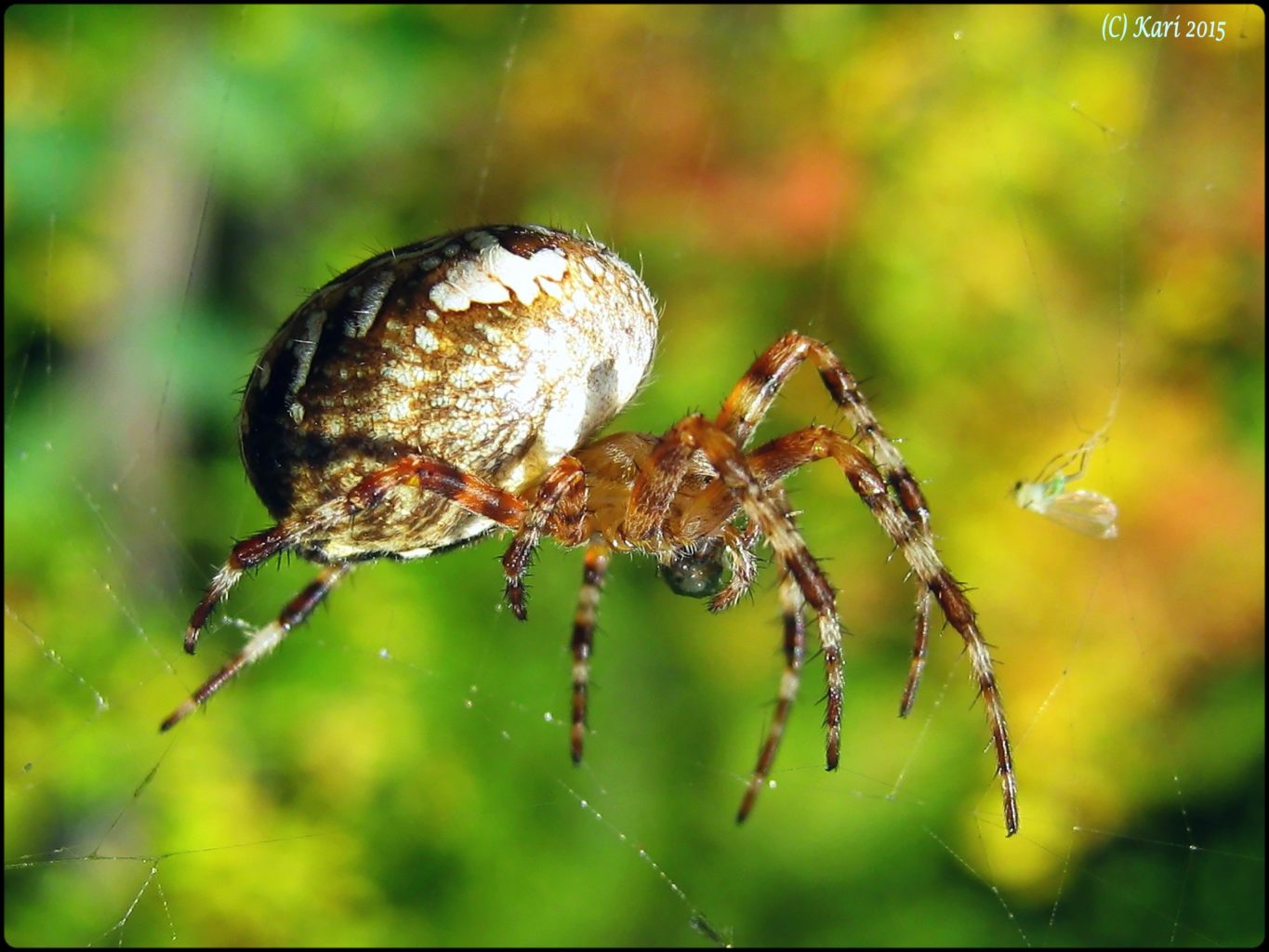 Valokuvaaja: Kari Saarinen