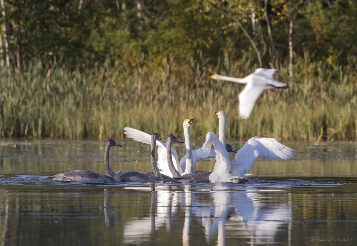 Valokuvaaja: Kaarina Kytö