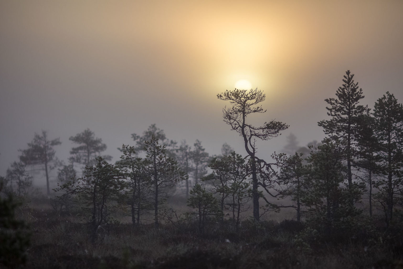 Valokuvaaja: Satu Mali