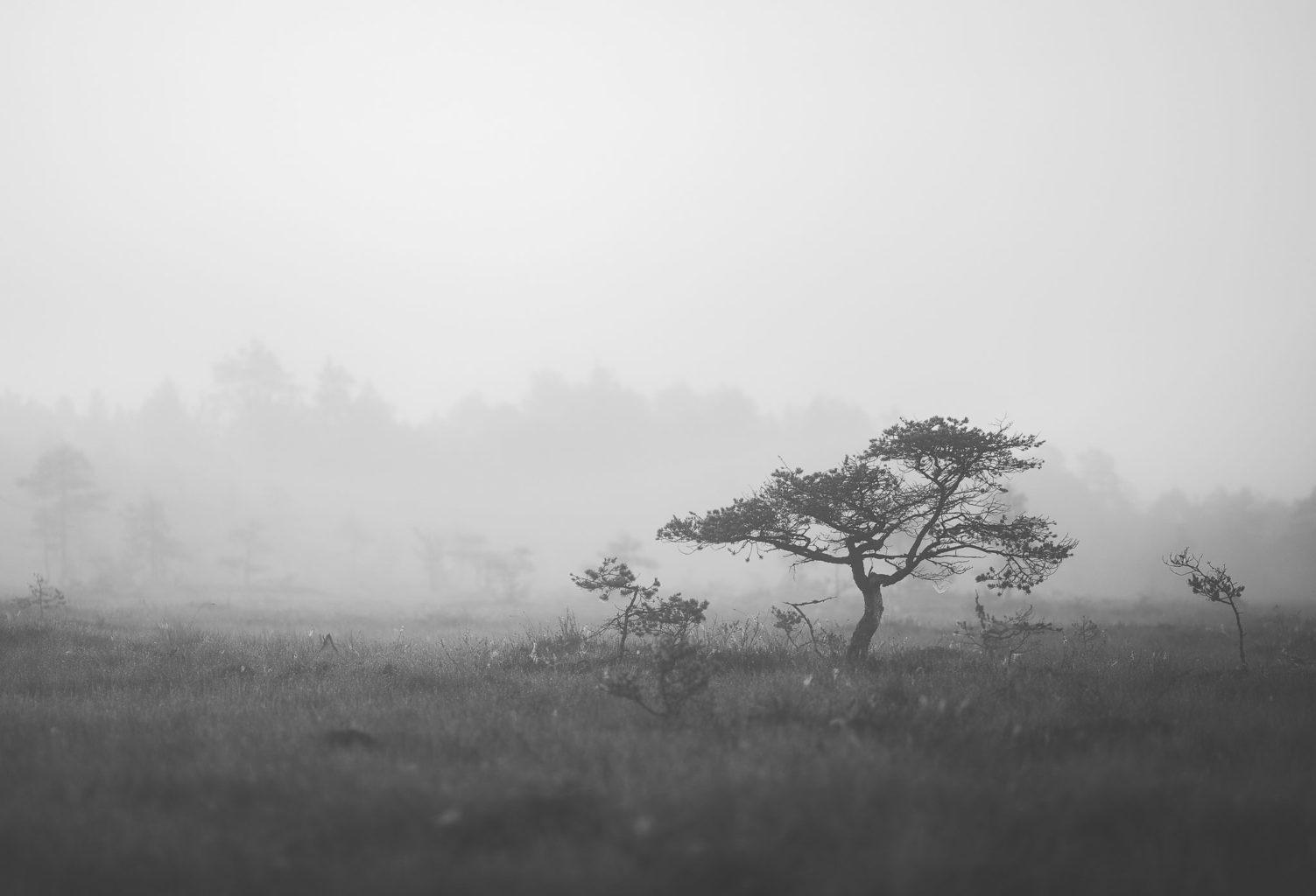 Valokuvaaja: Satu Mali