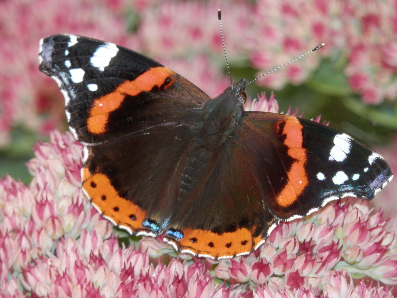 Valokuvaaja: Tarja Lehtovirta