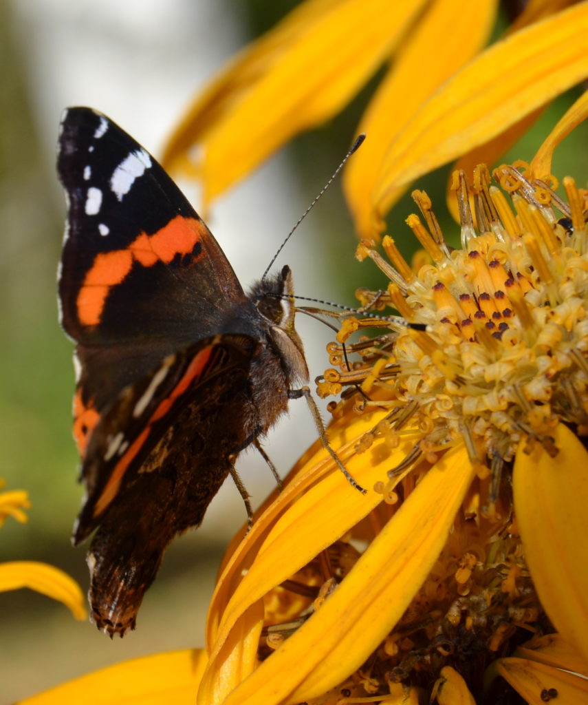 Valokuvaaja: Mervi Kaasalainen