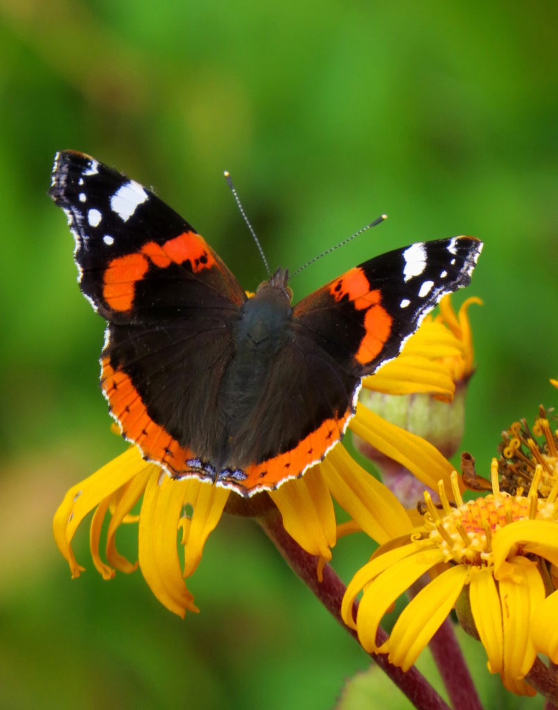 Valokuvaaja: Jaana Talvinen
