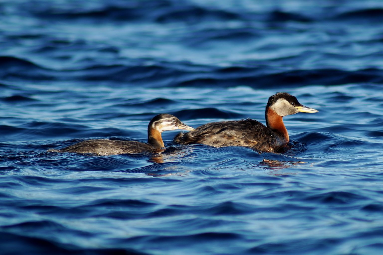 Valokuvaaja: Maarit Siitonen