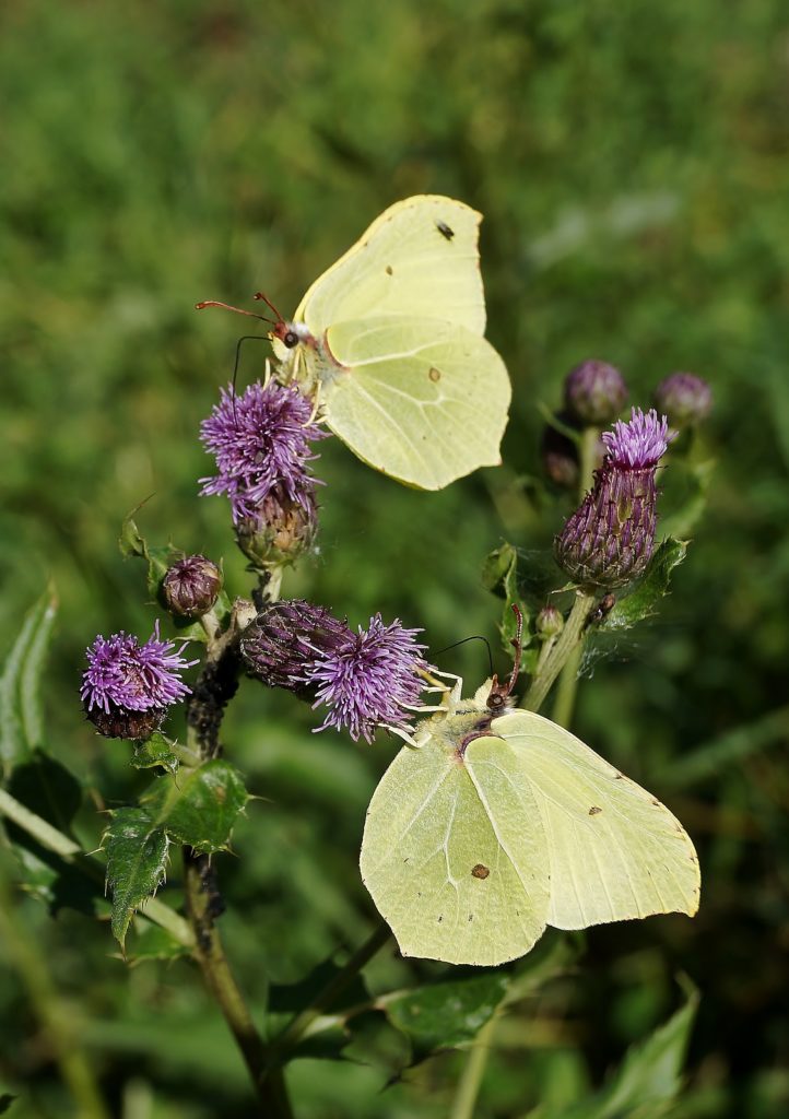 Valokuvaaja: Maarit Siitonen
