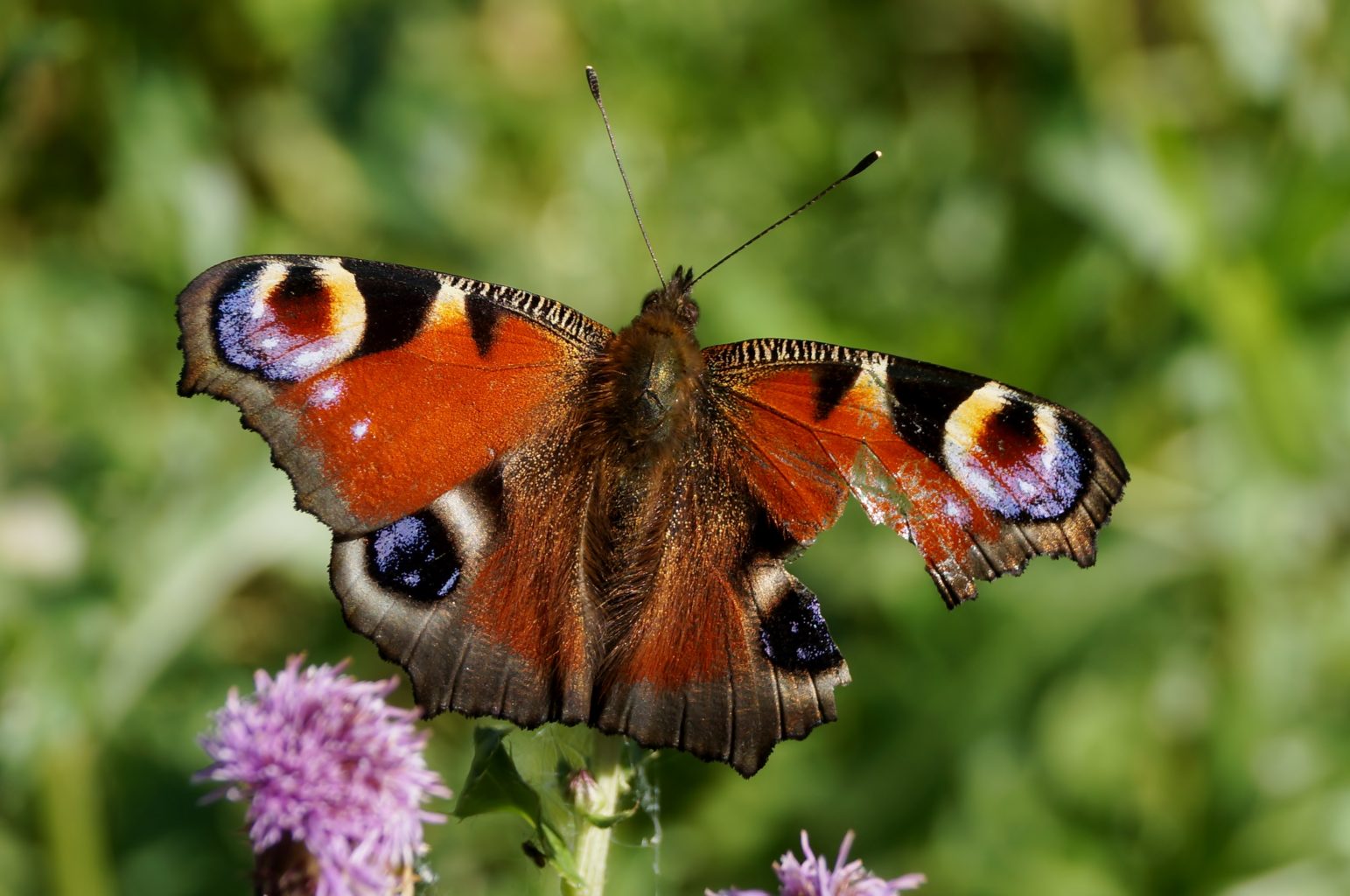 Valokuvaaja: Maarit Siitonen Valokuvaaja: Maarit Siitonen