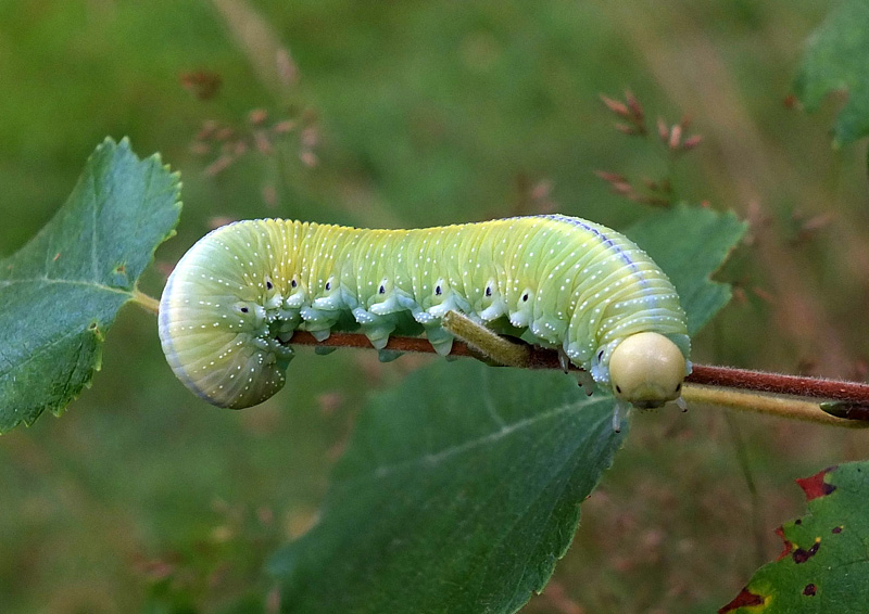 Valokuvaaja: Hannu Rasiranta Valokuvaaja: Hannu Rasiranta