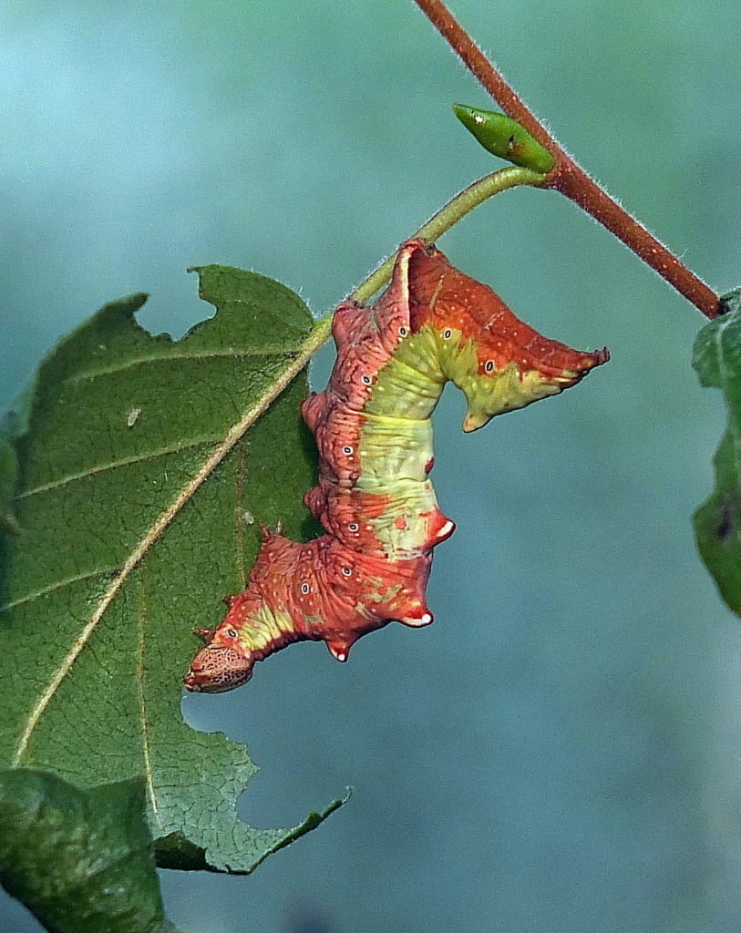 Valokuvaaja: Hannu Rasiranta