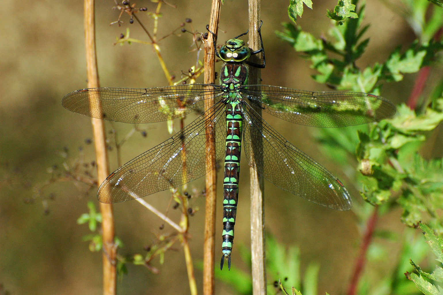 Valokuvaaja: Paavo Siukonen