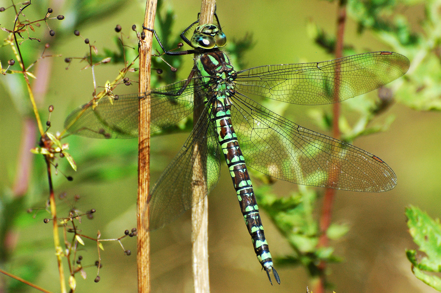 Valokuvaaja: Paavo Siukonen Valokuvaaja: Paavo Siukonen