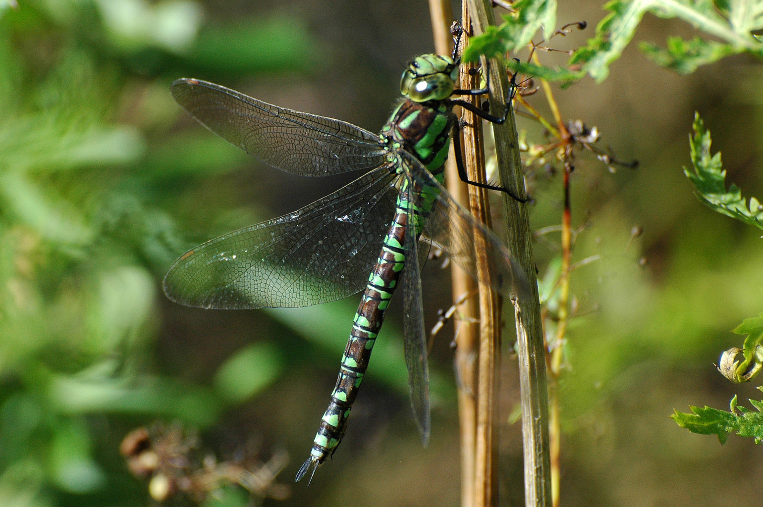 Valokuvaaja: Paavo Siukonen