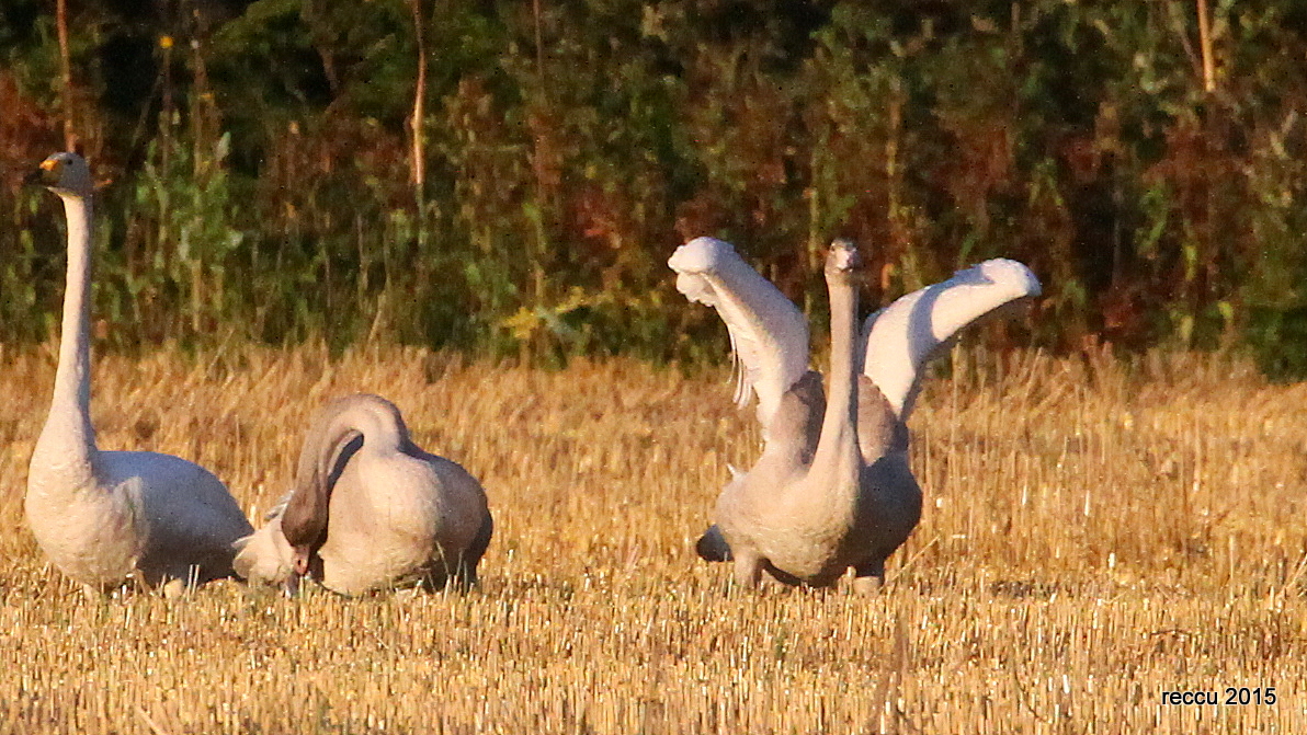 Valokuvaaja: rekku.lehtonen@gmail.com