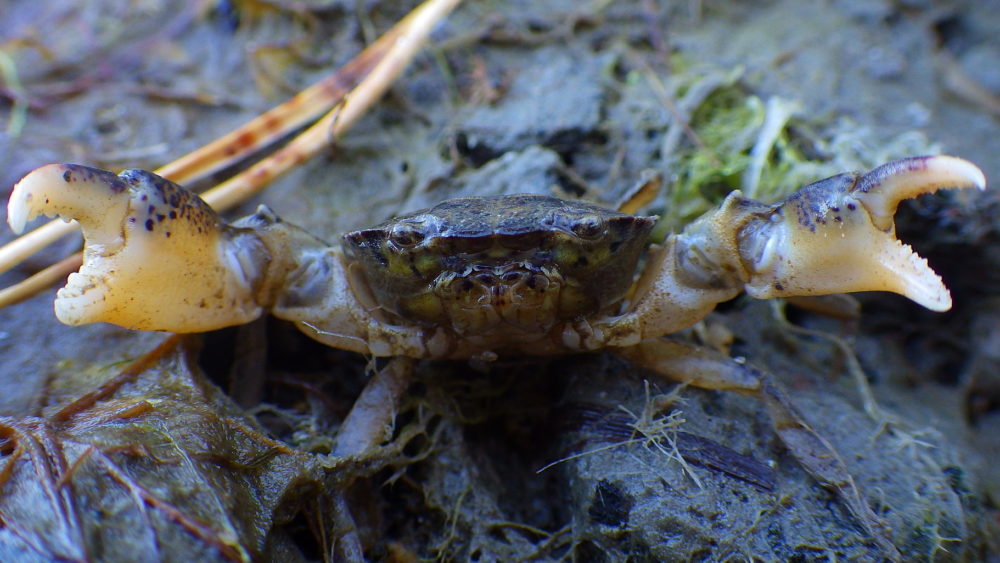 Liejutaskurapu (Rhithropanopeus harrisii)
