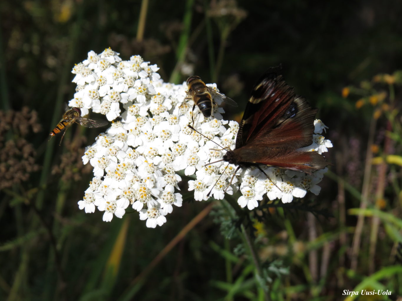 Valokuvaaja: Sirpa Uusi-Uola