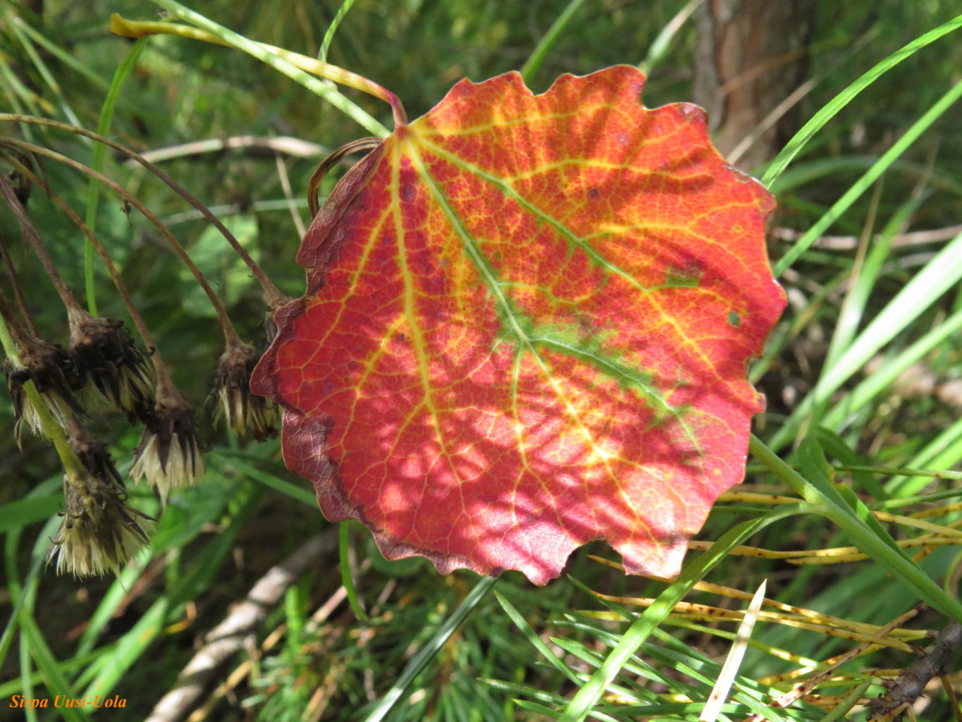 Valokuvaaja: Sirpa Uusi-Uola