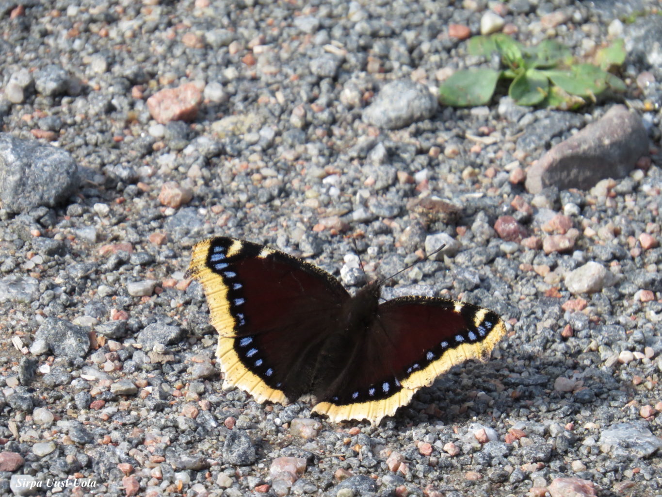 Valokuvaaja: Sirpa Uusi-Uola