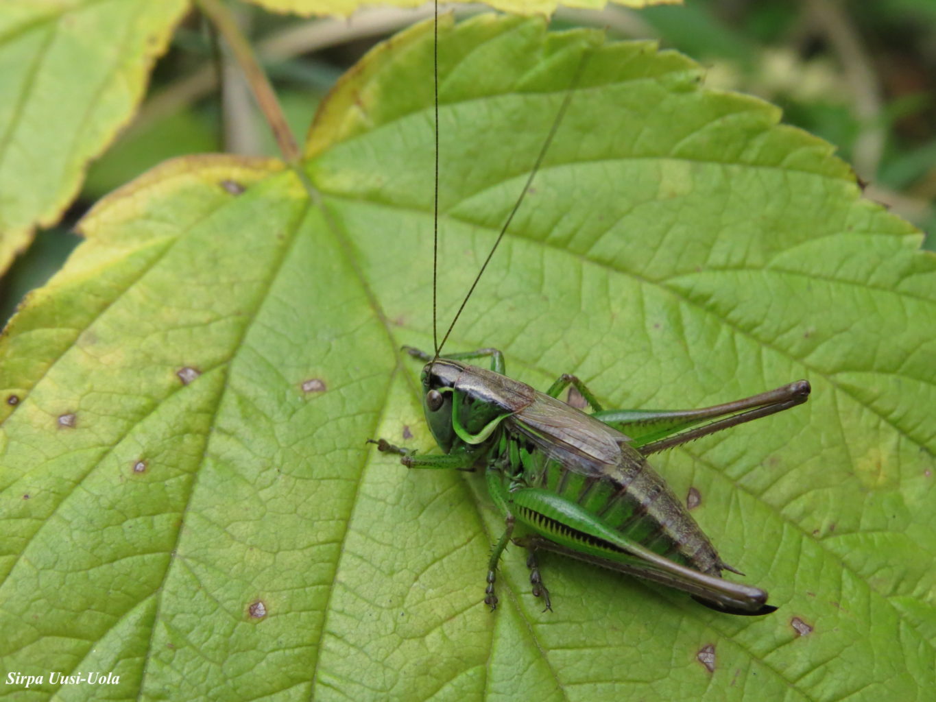 Valokuvaaja: Sirpa Uusi-Uola