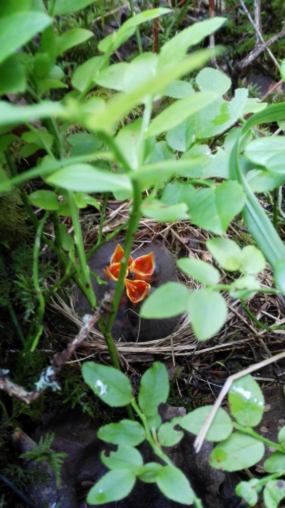 Valokuvaaja: Kaisa Jaanu