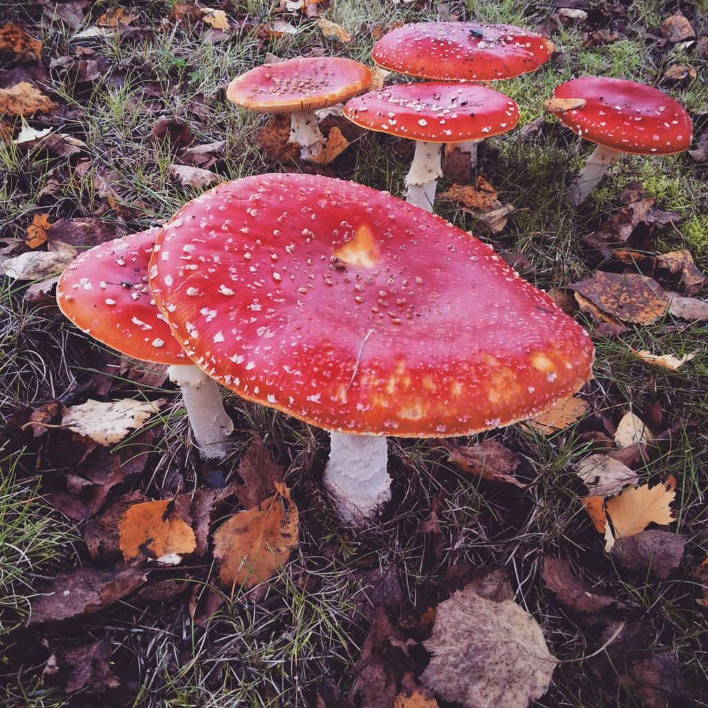 Valokuvaaja: Anniina Gronoff