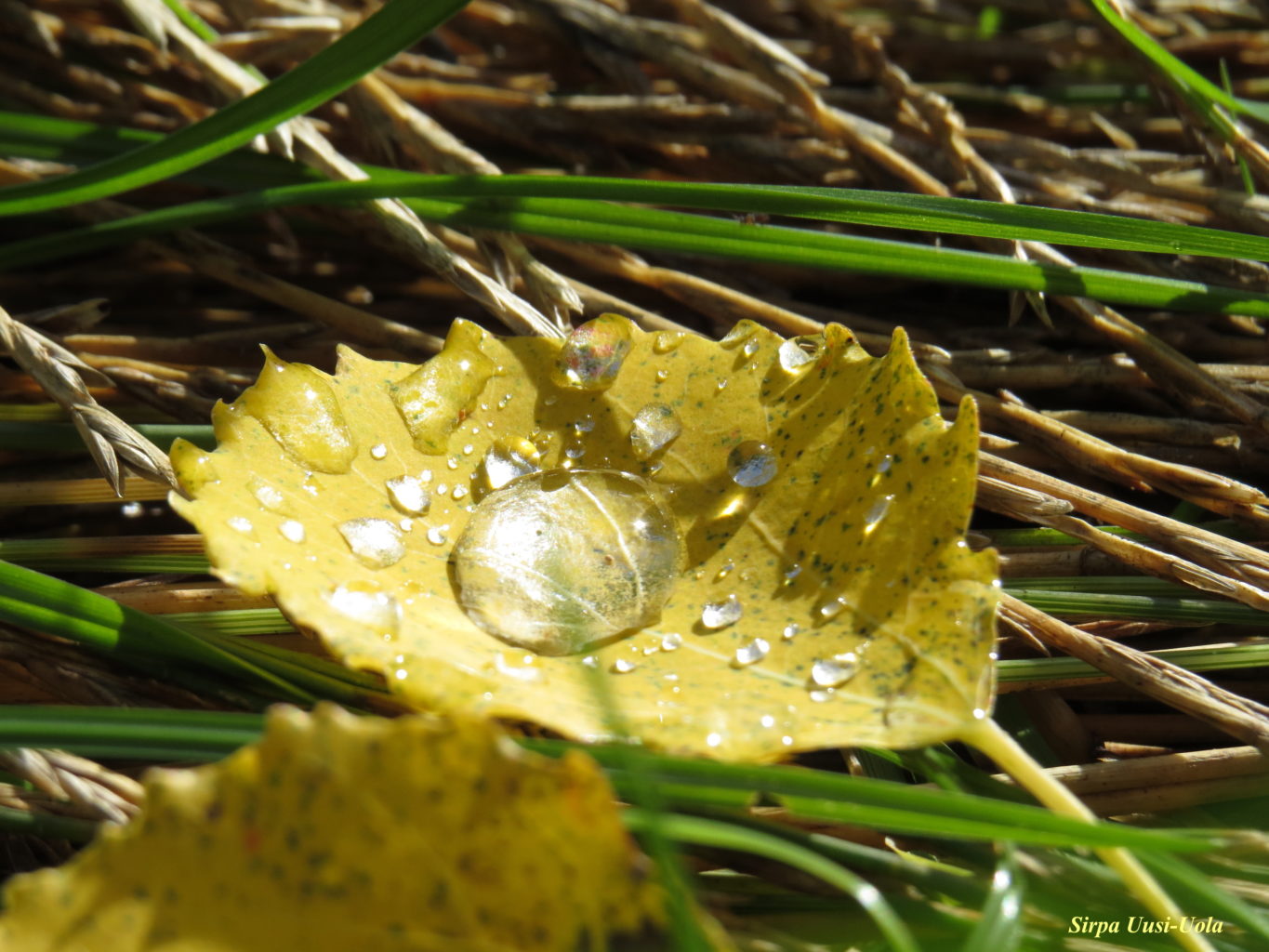 Valokuvaaja: Sirpa Uusi-Uola