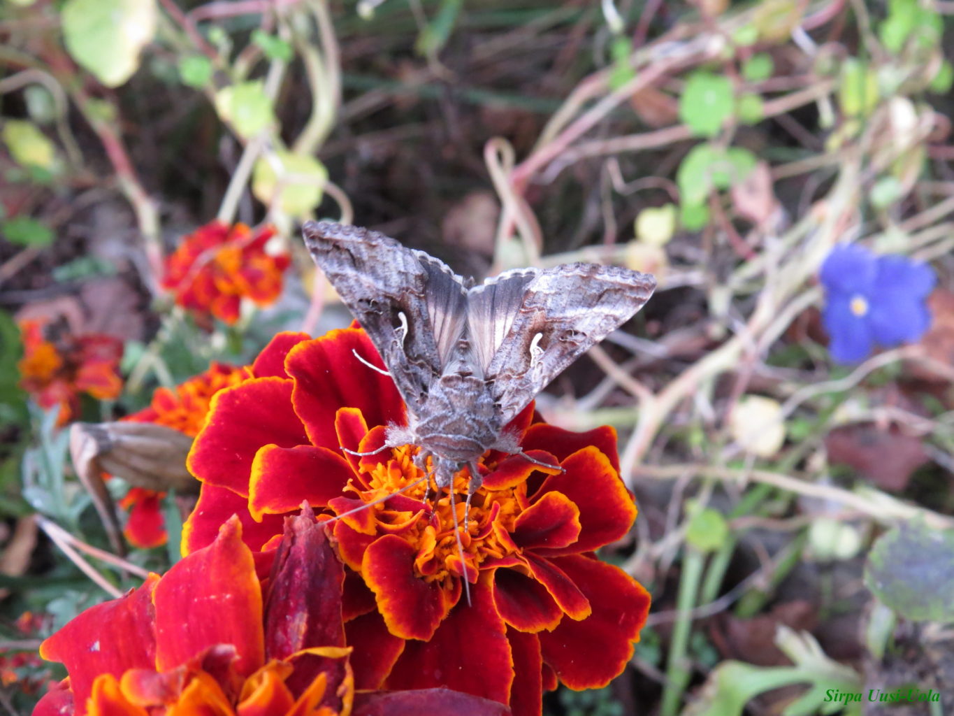 Valokuvaaja: Sirpa Uusi-Uola