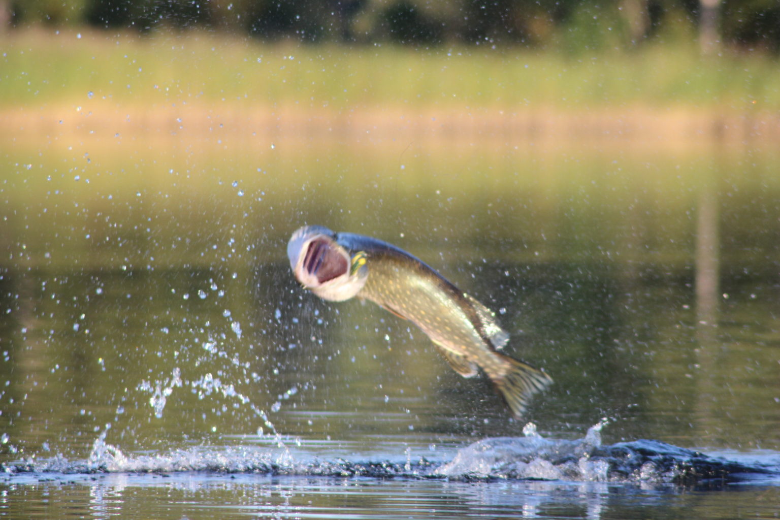 Valokuvaaja: Elias Pölkki