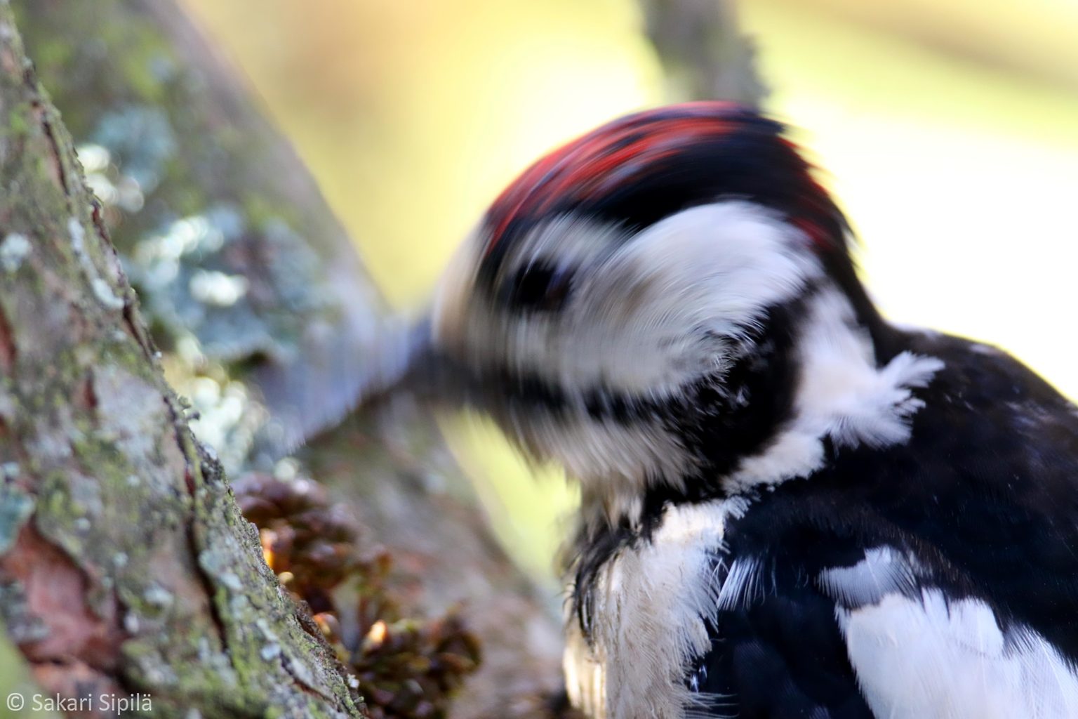 Valokuvaaja: Sakari Sipilä