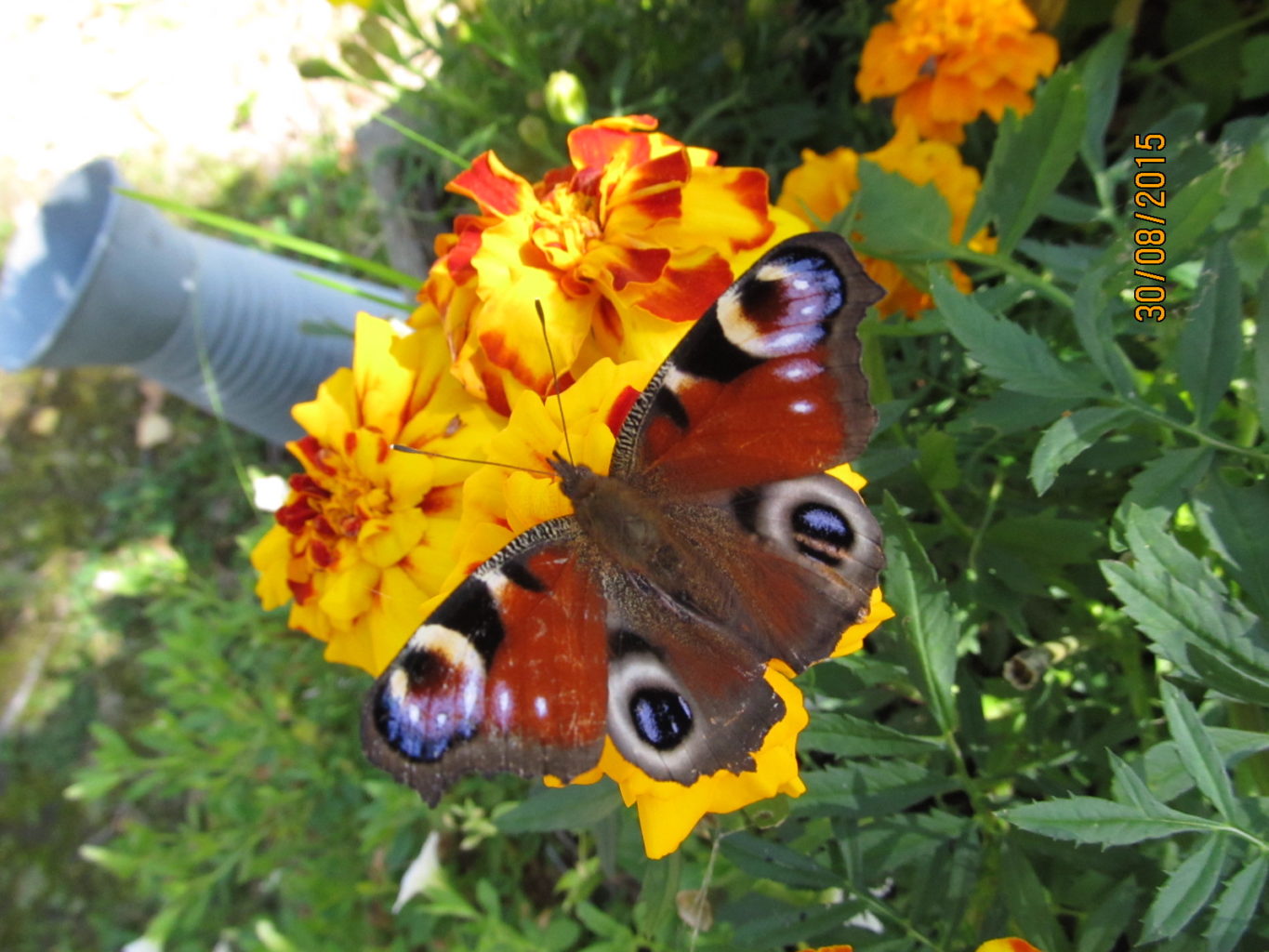 Valokuvaaja: Tuula Makkonen