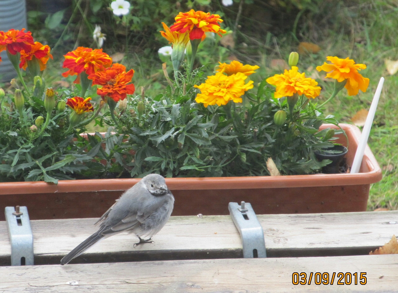 Valokuvaaja: Tuula Makkonen