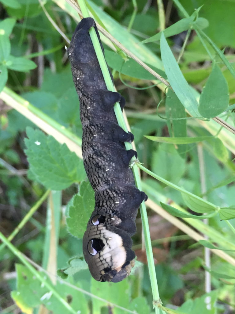 Valokuvaaja: Anna-Marja Valtonen