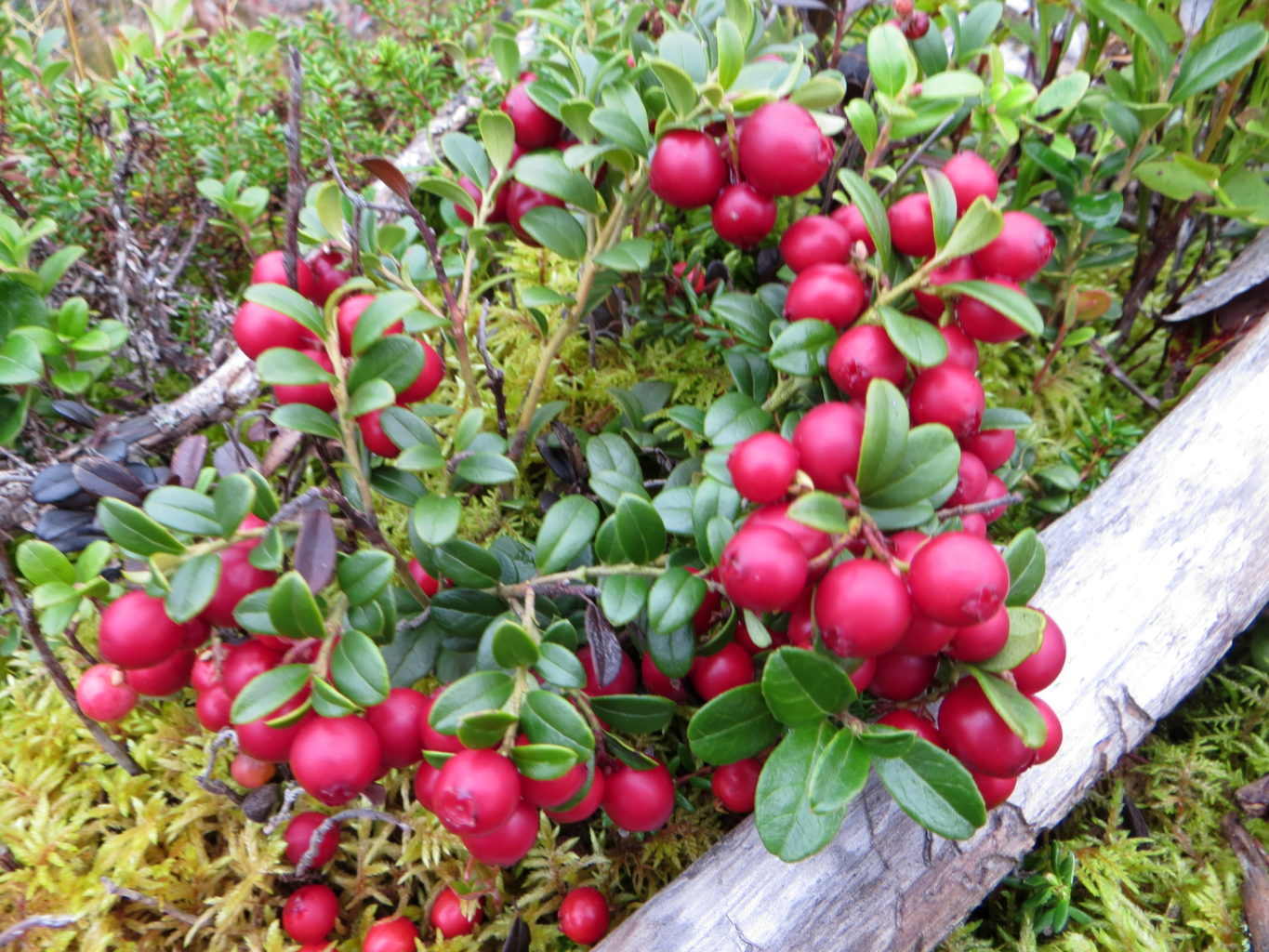 Valokuvaaja: Sirkka Ruotoistenmäki