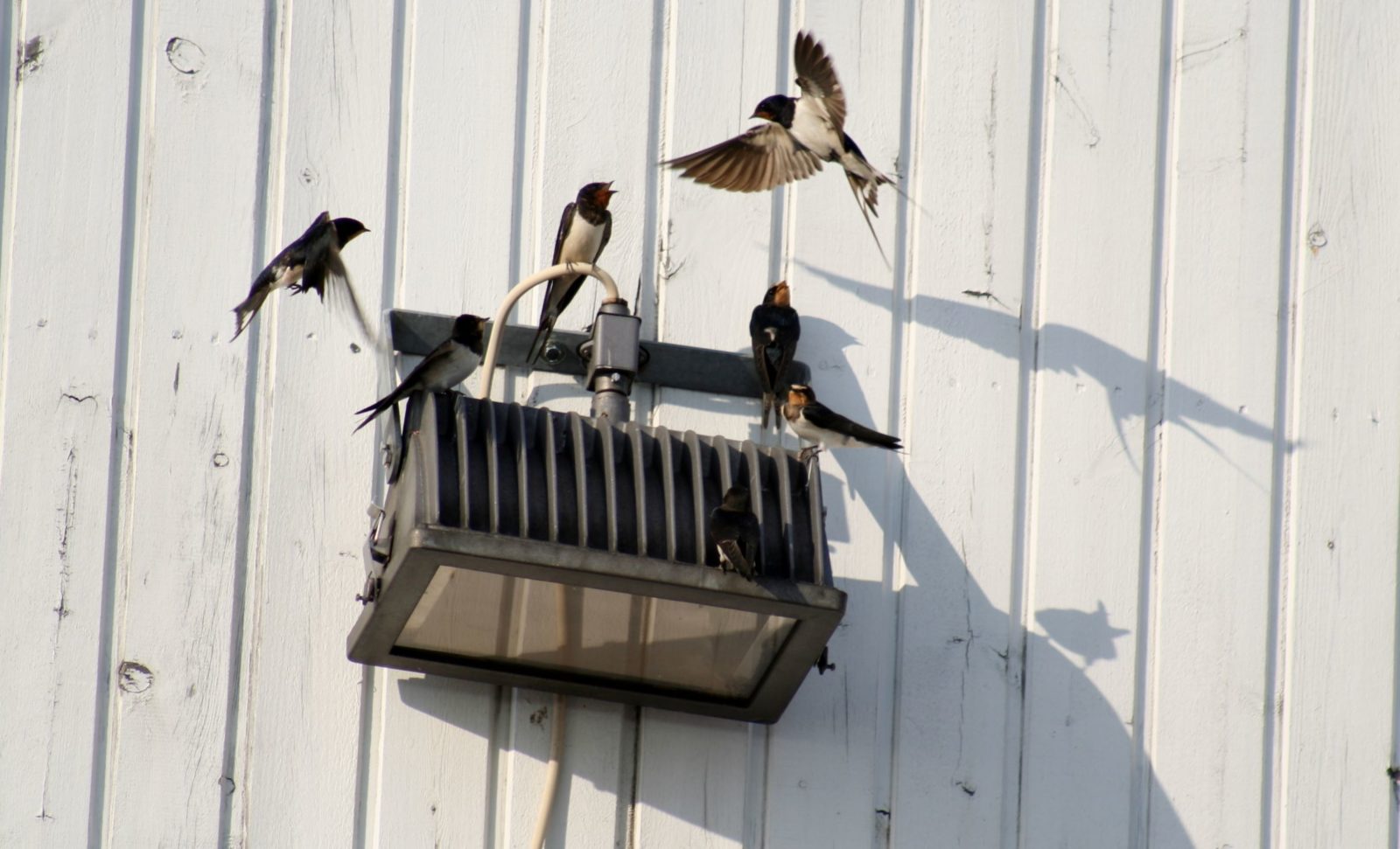 Valokuvaaja: Pirkko Siukonen