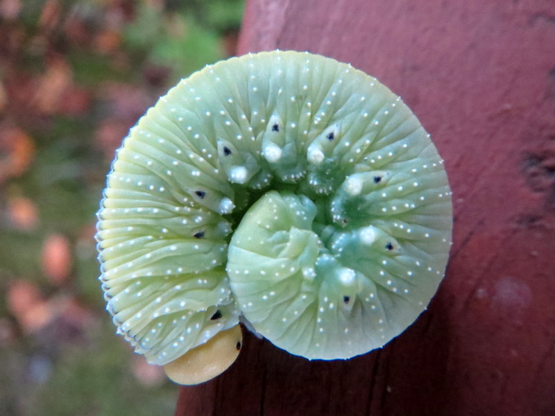 Valokuvaaja: Terttu Rantanen