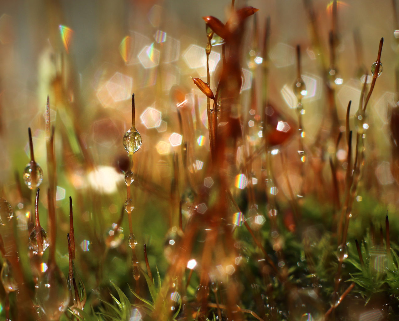 Valokuvaaja: Tarja Porkkala